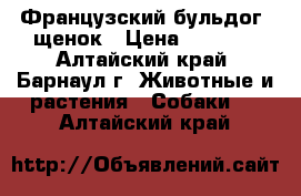 Французский бульдог, щенок › Цена ­ 5 000 - Алтайский край, Барнаул г. Животные и растения » Собаки   . Алтайский край